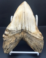 Massive 6 7/8 Inch Megalodon (Carcharodon megalodon) tooth, Black