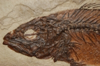 Mioplosus labracoides, Green River, fossil fish
