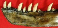 Albertosaurus, left lower jaw