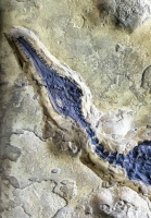 Mesosaurus braziliensis, framed