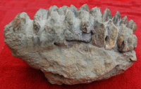 Stegodon huanghoensis, palate & teeth