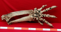 Megalonyx jeffersonii, ground sloth Arm & Hand