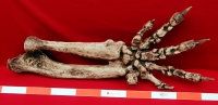Megalonyx jeffersonii, ground sloth Arm & Hand
