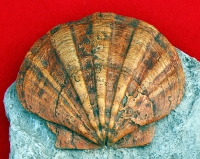 Plagioctenium (Chlamys) boulogniensis, clam, scallop, pecten