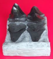 Megalodon Tooth Progression With 8, 6 Inch Teeth