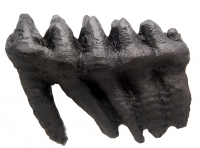 Mammut americanium, Giant Mastodon tooth