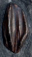 Iguanodon bernissartensis, tooth in matrix