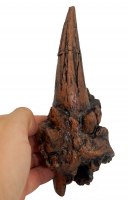 Dracorex hogwartsia, Squamusal Horn Cast  Replica 