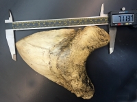 World Record Megalodon Tooth Over 7 Inches, black