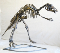 Maiasaur, Juvenile Skeleton