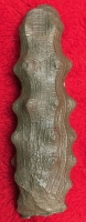 Hydnoceras Glass Sponge, Devonian, WV