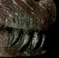 Tyrannosaurus rex 1/3 scale, Sue, skull in the matrix