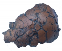Pachycephalosaurus, skull dome