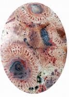 Lithostrotionella, Fossil Coral West Virginia State Gemstone