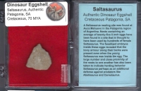 Saltasaurus Dinosaur Eggshell, in Riker Display, authentic