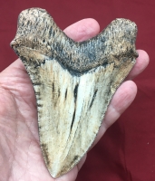 Megalodon (Carcharodon megalodon) tooth