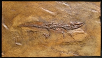 Baryphracta deponiae, Messel Crocodile