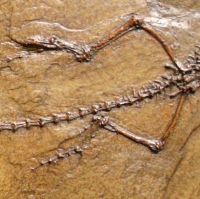 Ornatocephalus, Messel Lizard
