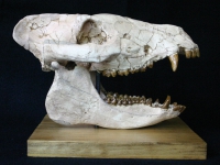 Perchoerus, peccary skull