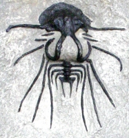 Trilobite Composite Plate, 7 Species