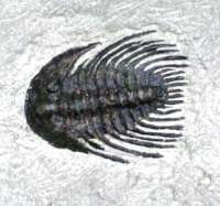 Trilobite Composite Plate, 7 Species
