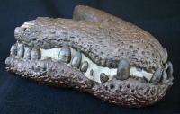 Borealosuchus wilsoni, Eocene Crocoile