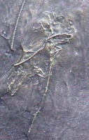 Rhadinocrinus dactylus a Bundenbach Crinoid