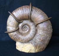 Lytoceras fimbriatum, Jurassic Ammonite