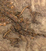 Diplocynodon, Messel, juvenile crocodile