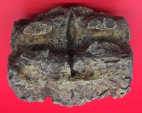 Miasaura Dinosaur Bone Pathology, of a Tail Vertebra