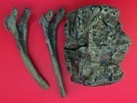 Miasaura Dinosaur Bone Pathology, of a Tail Vertebra