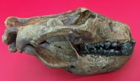 Didelphodon, skull