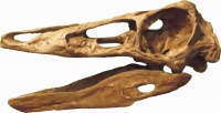 Struthiomimus, skull