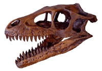 Dromaeosaurus albertensis, Skull