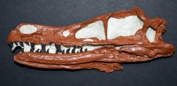 Velociraptor 3D Skull, life size