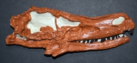 Velociraptor 3D Skull, life size