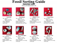 1 Pound Fossil Dig Mix for Hands On Fossil Discovery
