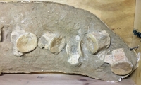 Authentic Mosasaurs Bones, Vertebra or Back Bones