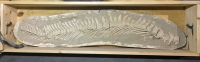 Mosasaur Vertebral Column, authentic fossil