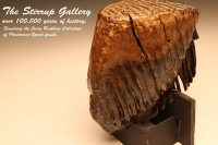 Reckling Fossil Collection at the Stirrup Gallery, Davis & Elkins College, Elkins, WV