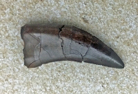 Nanotyrannus lancensis Dinosaurus Authentic Tooth
