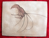 Aeger tipularius, Solnhofen Shrimp