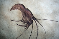 Aeger tipularius, Solnhofen Shrimp