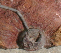Scyphocrinites elegans, Crinoid with Calyx, Stem & Bulb