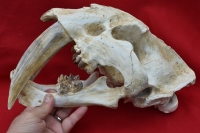 Smilodon fatalis, sabertooth cat skull with attached jaws