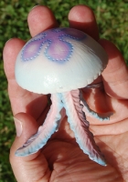 Medusa, Jellyfish, model