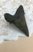 Authentic Fossil Shark Tooth Carcharocles auriculatus