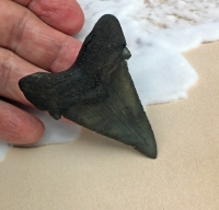 Authentic Fossil Shark Tooth Carcharocles auriculatus