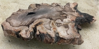 Dipterocarpus Authentic Petrified Wood, Indonesia