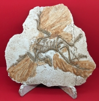 Archaeopteryx lithographica the First Bird
